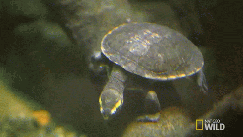 Turtle Swimming in National Geographic Wild Aquarium