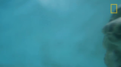 Turtle Swimming in Ocean with National Geographic Logo