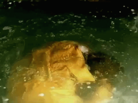 Turtle Swimming in Pond with Bubbles