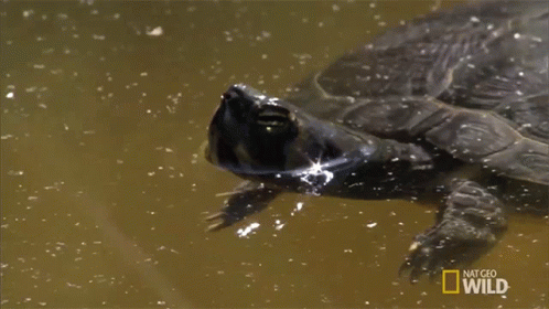 Turtle Swimming in Water With Nat Geo Wild
