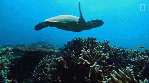 Turtle Swimming Over Coral Reef With National Geographic Logo