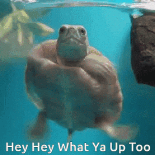Turtle Swimming With Hey Hey What Ya Up Too