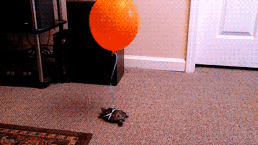 Turtle Tied With Balloon GIF