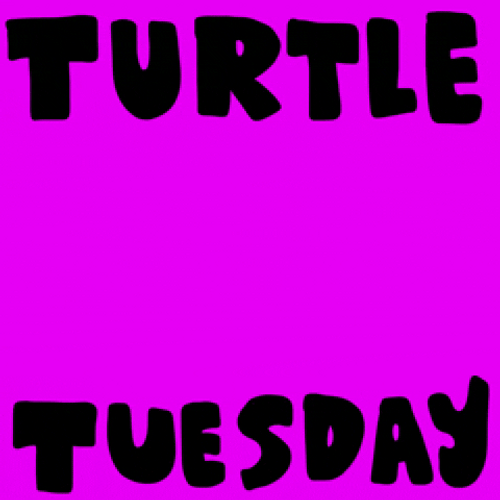 Turtle Tuesday Animation GIF