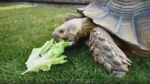 Turtle Tuesday Chewing Veggies GIF