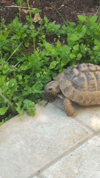 Turtle Tuesday Chomping Bush Garden GIF