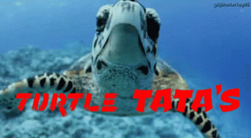 Turtle Tuesday Cute Close Up Shot GIF