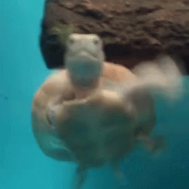 Turtle Tuesday Frantic Swim GIF
