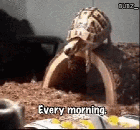 Turtle Tuesday Funny Dive Eating GIF