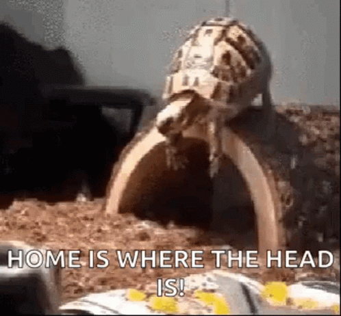 Turtle Tuesday Hilarious Head Dive GIF