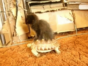 Turtle Tuesday Kitty Riding Turtle GIF