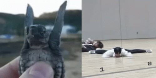 Turtle Tuesday Little Feet Flapping GIF