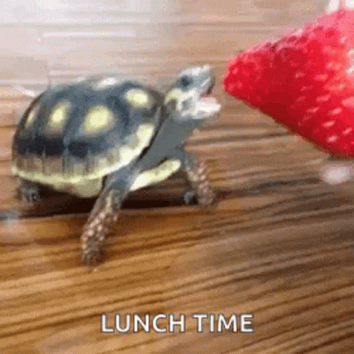Turtle Tuesday Lunch Time GIF