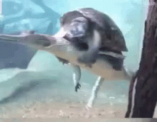 Turtle Tuesday Riding Alligator GIF