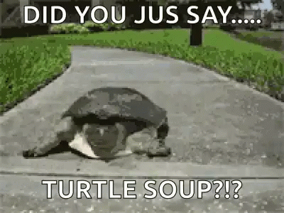 Turtle Tuesday Scared Ran Away Meme GIF