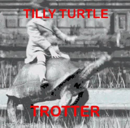Turtle Tuesday Tilly Trotter Meme GIF