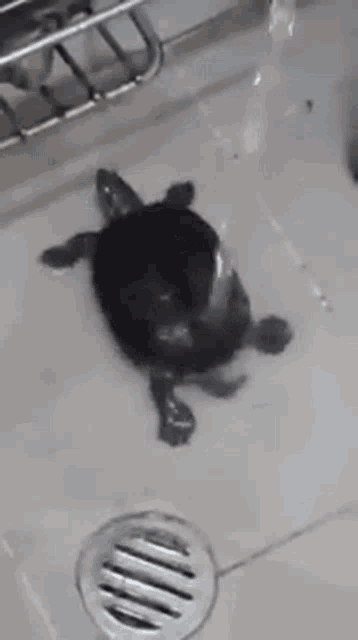 Turtle Twerking Gif GIF