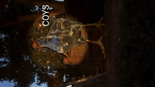 Turtle with Coys Text