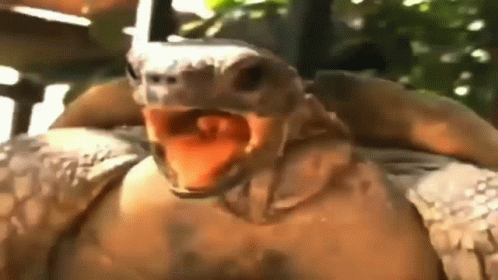 Turtle With Mouth Open and Tongue Hanging Out