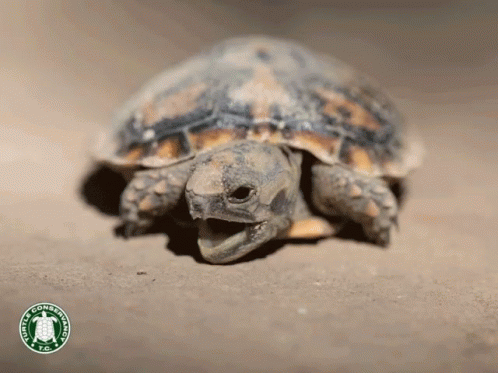 Turtle With Mouth Open US Conservation Corps Logo