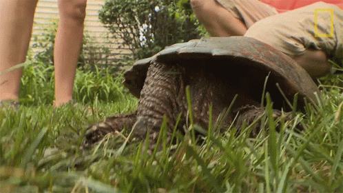 Turtle With National Geographic Logo