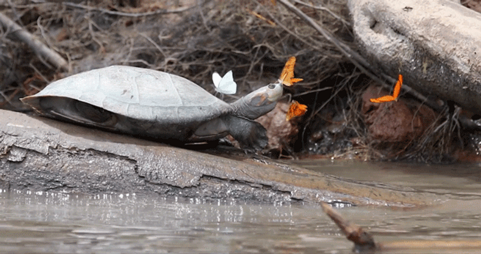 Turtles Playing With Butterflies GIF
