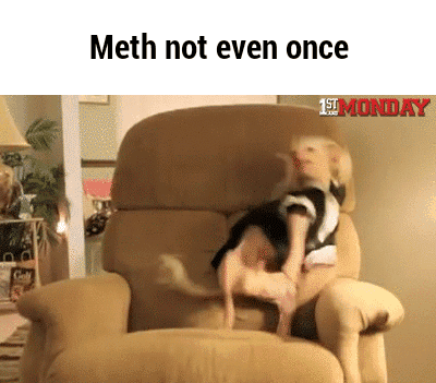 Tweaker Dog Did Not Read GIF