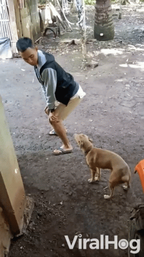 Twerking Dog GIF