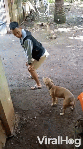 Twerking Dog 280 X 498 Gif GIF