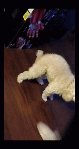 Twerking Dog Bichon Tail GIF
