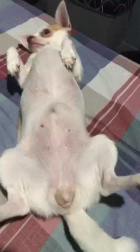 Twerking Dog Chihuahua GIF