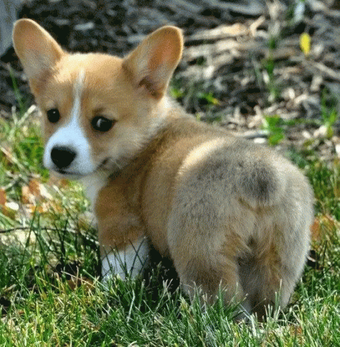 Twerking Dog Corgi Rock In Everywhere GIF