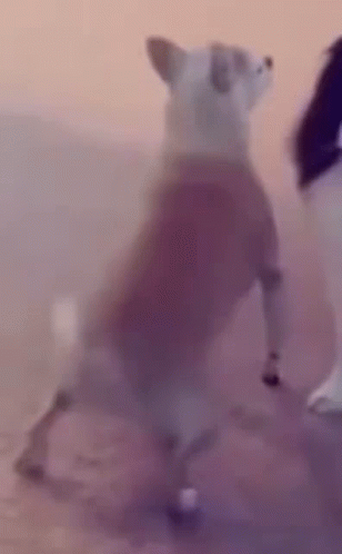 Twerking Dog Dance GIF