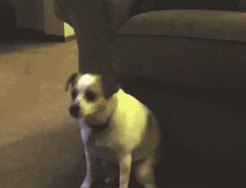 Twerking Dog Jack Russell Terrier GIF