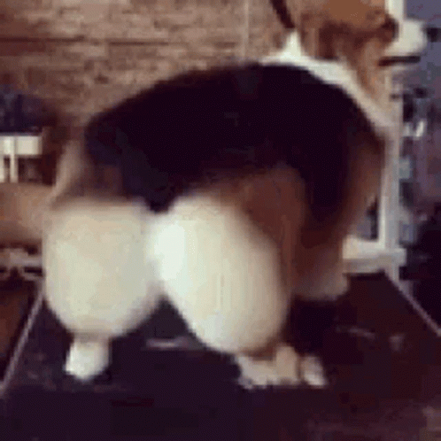Twerking Dog Pembroke Welsh Corgi GIF