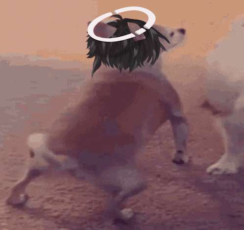 Twerking Dog With Crown GIF