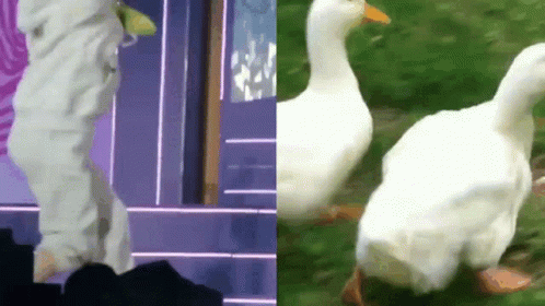 Twice Jeongyeon Copying A Duck Waddle GIF