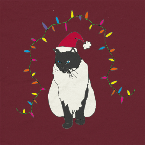 Twinkling Christmas Lights Around Black Cat GIF