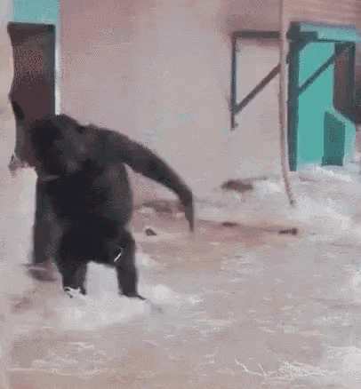 Twirling Around Monkey GIF