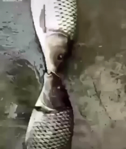 Two Adorable Fish Kissing GIF