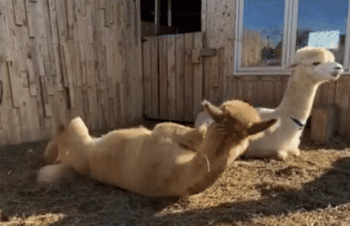Two Alpacas Are Laying On Their Backs In A Fenced In Area GIF