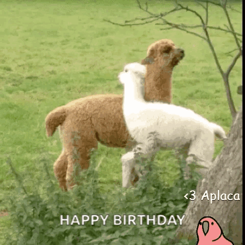 Two Alpacas Are Standing Next To Each Other In A Field With The Words Happy Birthday Written On The Bottom GIF