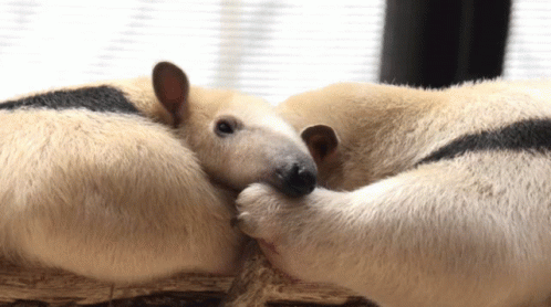 Two Animals Lying, One Looking at Camera