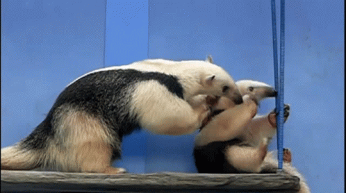 Two Anteaters Playing with Blue Ruler