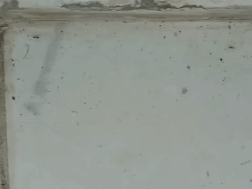 Two Ants Shaking Hands With A Man 'S Hand GIF