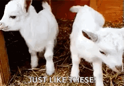 Two Baby Goats In Cage Saying Just Like These GIF