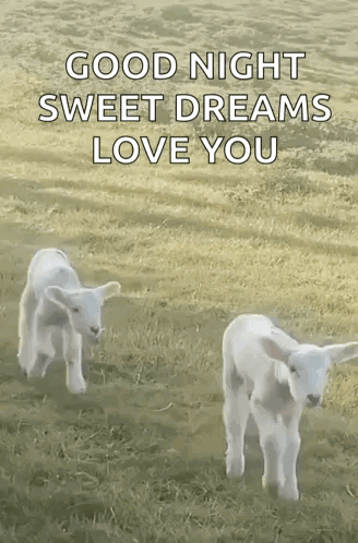 Two Baby Goats Standing in Field With Good Night Sweet Dreams Love You