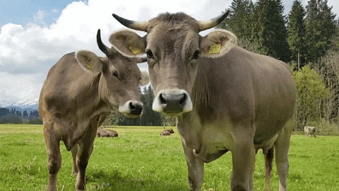 Two Baby Moo GIF