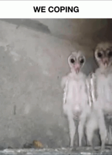Two Baby Owls Are Standing Next To Each Other With The Words We Coping Above Them . GIF