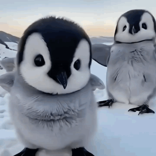 Two Baby Penguins Are Standing In The Snow And One Is Looking At The Camera GIF